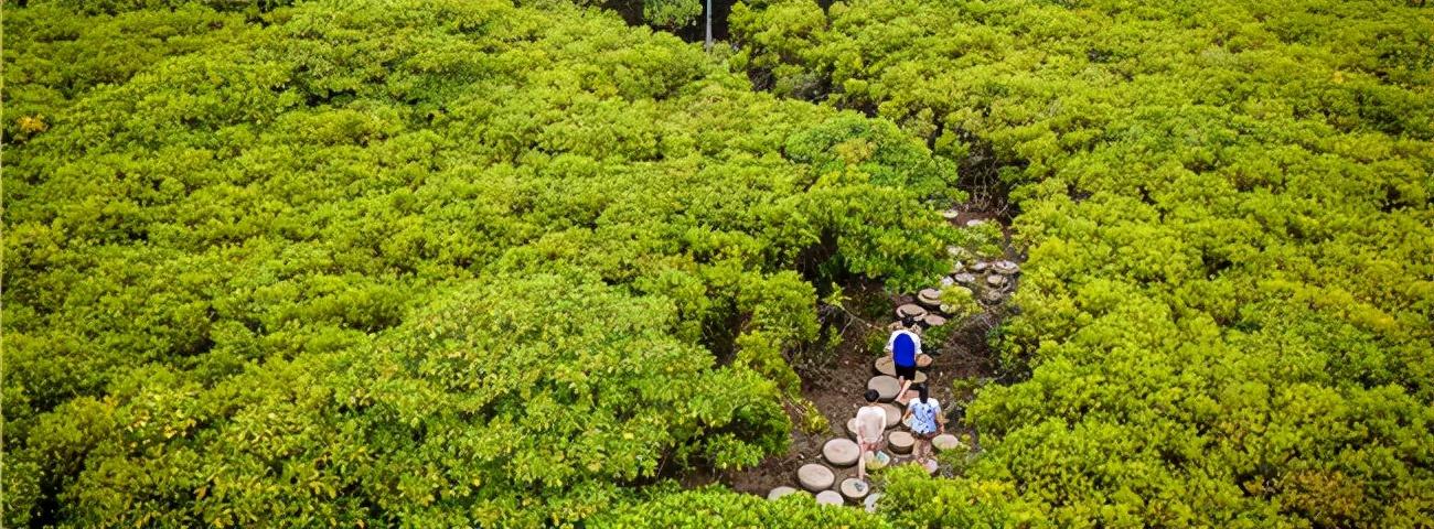 龙西街道交通状况持续改善，居民出行更便捷，最新交通新闻更新