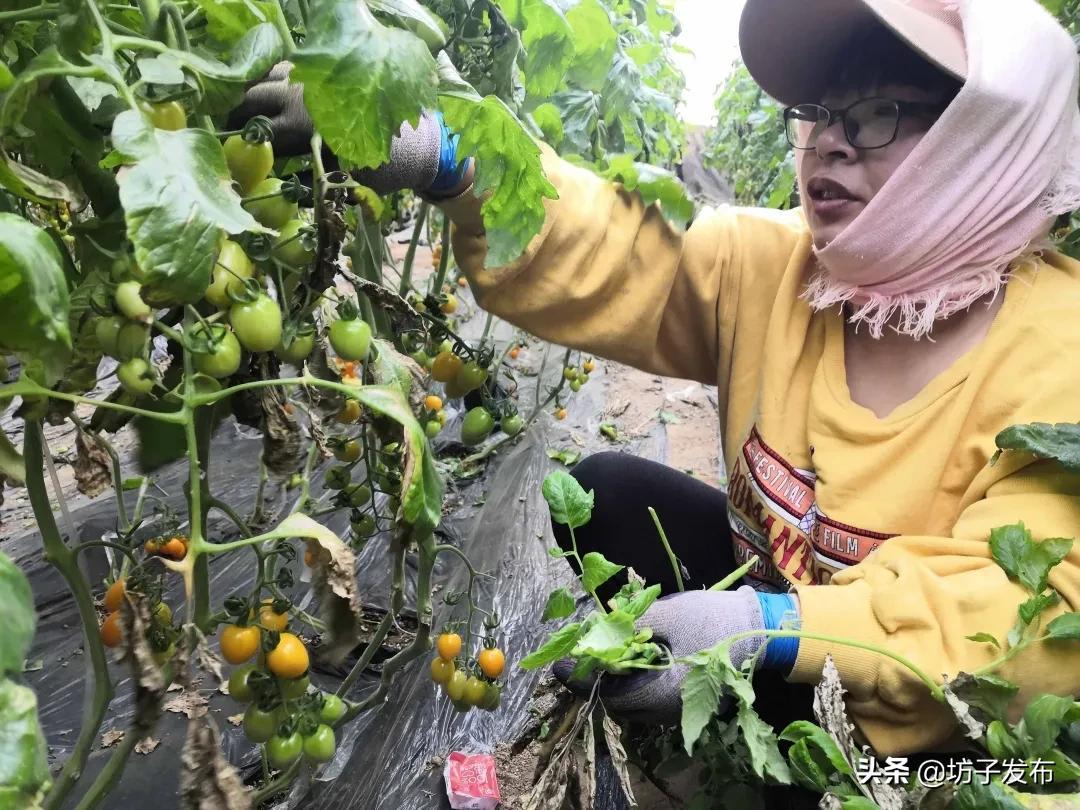 黄旗堡街道最新项目，先锋力量引领城市发展之路