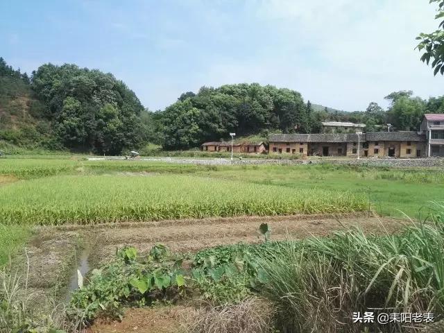 东湖圩乡新项目引领乡村发展新篇章